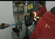 Damkar Padang Tangkap Seekor Musang dqlam Lemari Warga di Surau Gadang