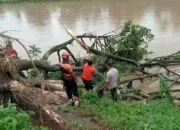 Pohon Besar Tumbang Hambat Aliran Banjir Kanal di Siteba Padang