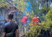 Angin Kencang Disertai Hujan Tumbangkan Pohon Besar di Batipuh Panjang